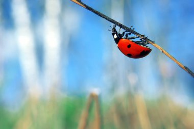 Uğur böceği çim kök üzerinde yakın çekim