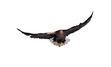 Kartal bembeyaz uçuyor
