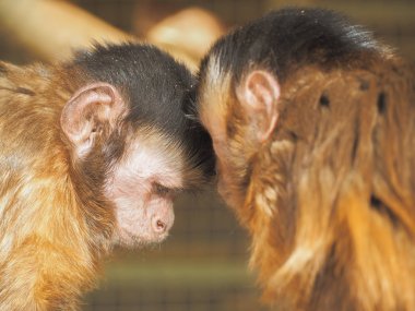 Maymun kırmızı güneşe yakın çekim
