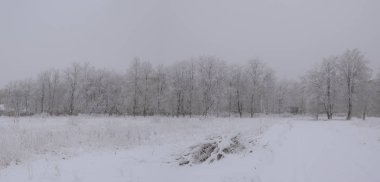 Donmuş kış ağaç beyaz road yakınındaki 