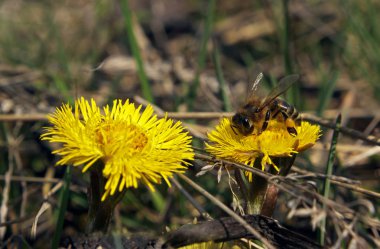 Sarı çiçek ve bir daha fazla çiçek arıya