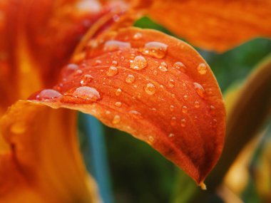 Su damlası, portakal çiçeği makro