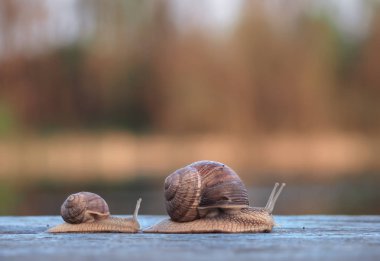 Salyangoz büyük ilk yarış