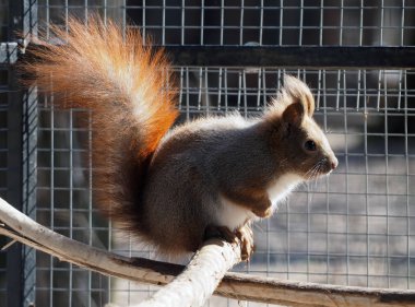 Kızıl sincap kafes içinde oturan