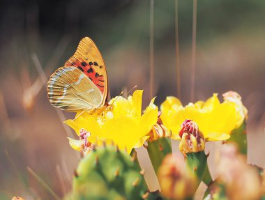 Kelebek Argynnis kaktüs çiçeği