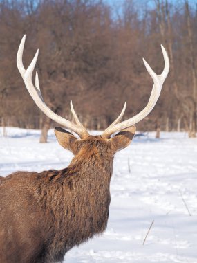 Güneş yakın çekim karlı ormanı geyik