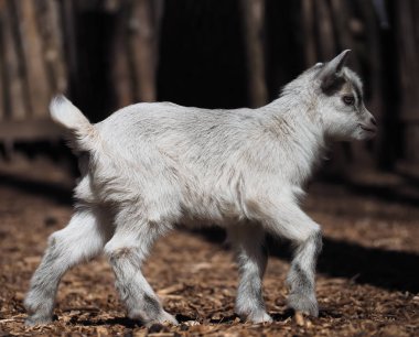 Goatling şirin köy yakın çekim ağaçlara yakınındaki