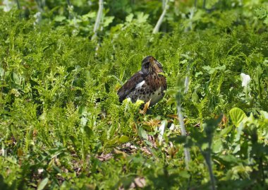 Yeşil çimen, gri şirin kuş