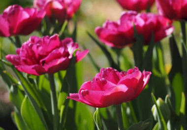 Kırmızı şakayık güneşe yakın çekim