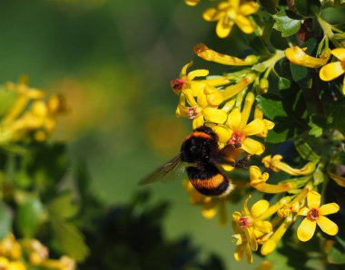 Yaban-arısı Garden sarı çiçek nektarı içme