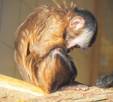 Maymun kırmızı güneşe yakın çekim