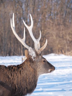 Güneş yakın çekim karlı ormanı geyik