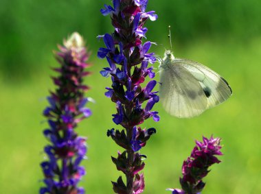 Kelebek Pieris manni, çiçek