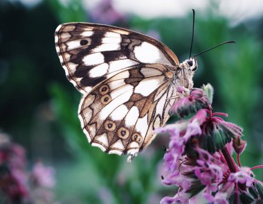 Kelebek galathea melanargia şirin yeşil çimen