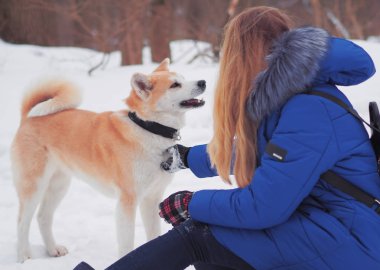 Köpek akita Inu, kar ile sarışın kız