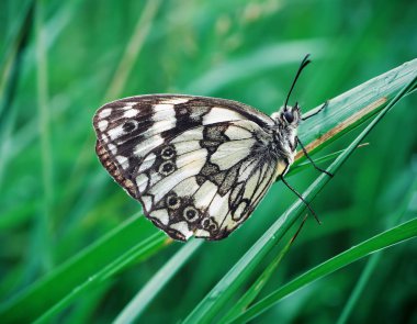 Kelebek galathea melanargia şirin yeşil çimen