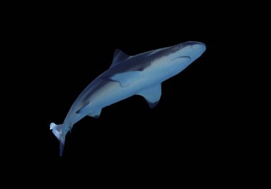 Köpekbalığı tam boyut siyah izole