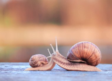 Birbirlerini öpmeye salyangoz