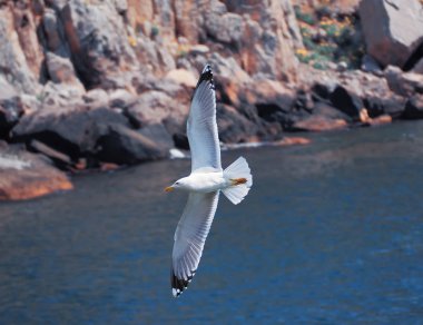 Denize yakın dağların üzerinde uçan martı