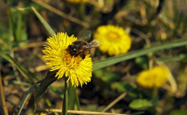 Sarı çiçekteki arı