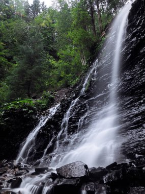 Şelale yeşil yağmurlu çam ormanı, carpatian Dağları 