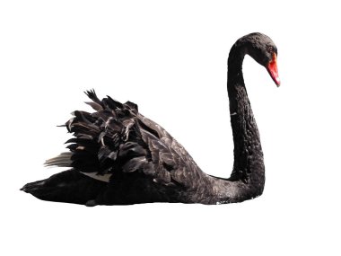 Siyah Kuğu sweaming beyaz izole