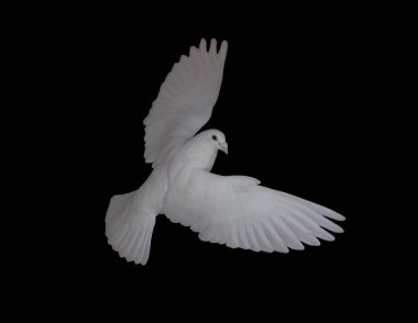 Beyaz üzerine siyah izole uçan güvercin