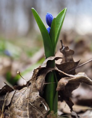 Kardelen ilk bahar mavi parlak çiçek orman uzun