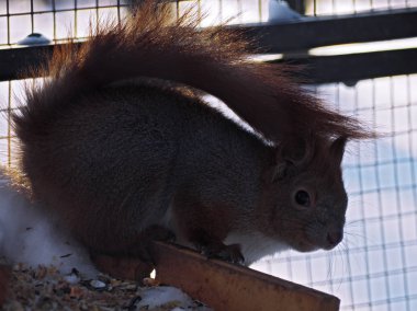 Kızıl sincap kafes içinde oturan