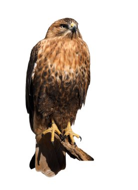 Güneş beyaz izole oturan şahin kartal