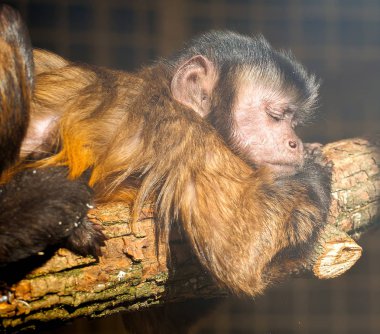 Maymun kırmızı güneşe yakın çekim