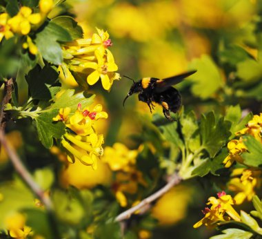 Bumblebee Garden sarı çiçekler için uçan büyük 