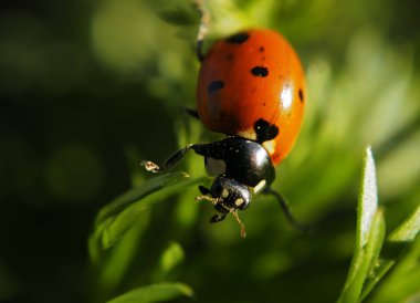 Güneş, yeşil çim aşağı tırmanma uğur böceği kırmızı benekli 