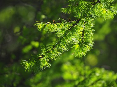 Çam dalı yakın çekim güneşe