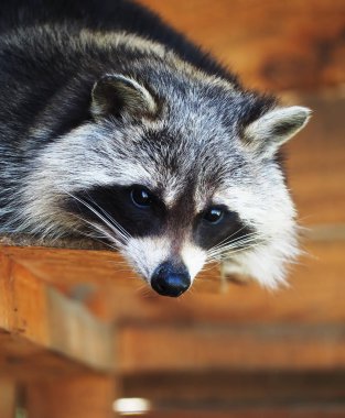 Ahşap döşeme ve kameraya bakarak racoon