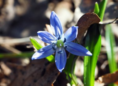 Açılan kardelen çiçek, orman