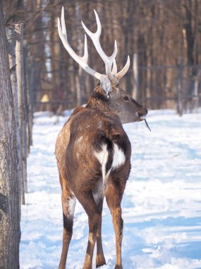 Güneş yakın çekim karlı ormanı geyik