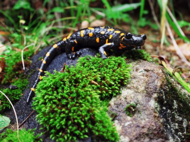 Salamandra taş ve Carpatian Dağları, yeşil çim