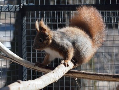 Kızıl sincap kafes içinde oturan