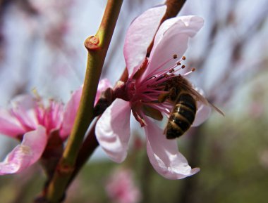 Pembe çiçek içinde arı