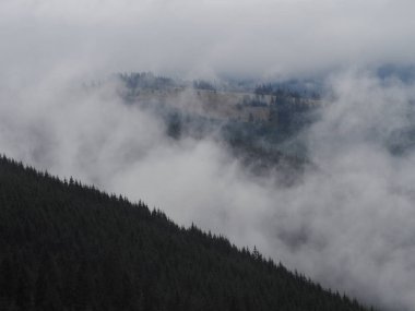 Carpatian Dağları sis ve buğu çam ormanı 