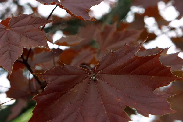 Aranha Meio Folha Bordo Vermelho — Fotografia de Stock