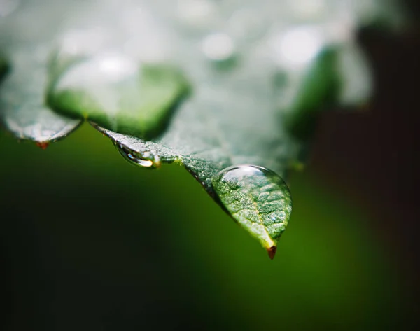 Tetesan Air Daun Hijau Kesegaran Makro — Stok Foto