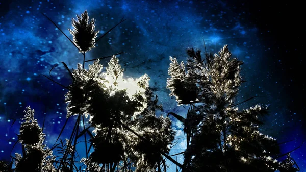 Pflanzen Fliegen Den Sternen Entgegen — Stockfoto