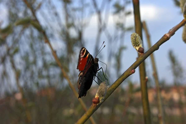 Mariposa Roja Bebe Néctar —  Fotos de Stock