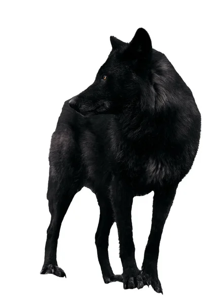Loup Noir Regardant Arrière Isolé Sur Blanc — Photo