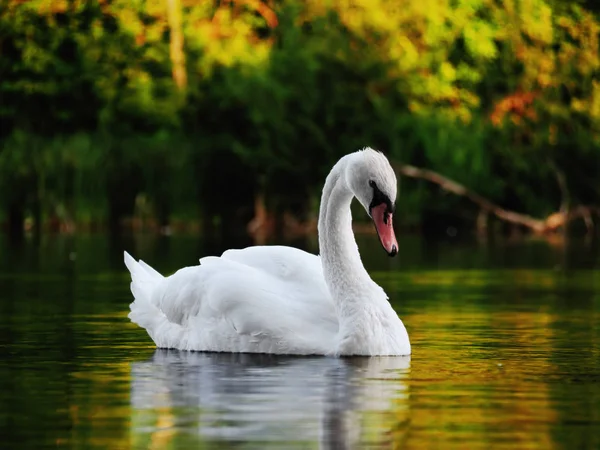 Cisne Blanco Sudando Hermoso Lago —  Fotos de Stock