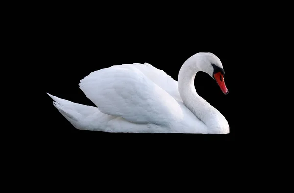 Cisne Blanco Joven Hermoso Aislado Negro — Foto de Stock
