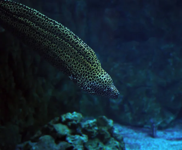 Murena Fläckig Hav Orm Det Djupa Blå Havet Nära Korallerna — Stockfoto