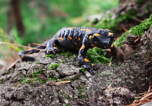 Salamandra Carpatian 산에서 잔디에서 — 스톡 사진